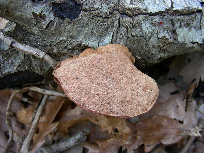 597 Febbraio vecchio ritrovamento